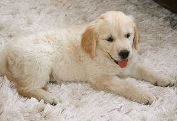 Pet Hair Removal | Burbank Carpet Cleaning