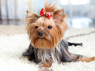 Odor Removal Services | Burbank Carpet Cleaning Odor Removal Services | Burbank Carpet Cleaning