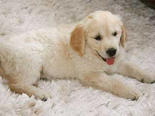 Pet Hair Removal Services | Burbank Pet Hair Removal Services | Burbank