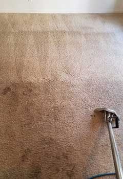 Effective Pet Stain Removal In Universal City